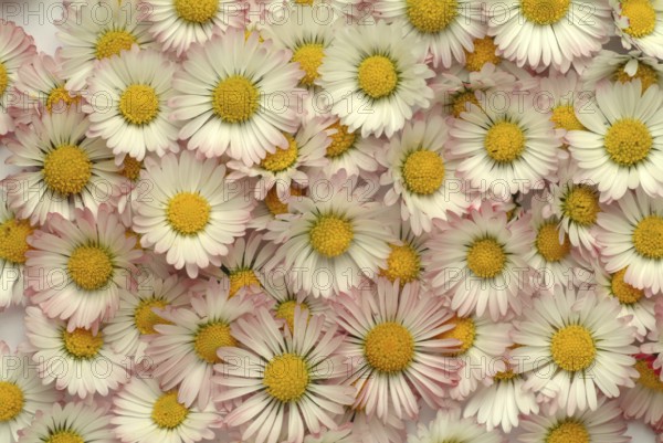 Common daisy (Bellis perennis), medicinal plant, naturopathy classifies the daisy among other things as stimulating the metabolism, expectorant and anti-inflammatory, used e.g. for respiratory and skin diseases as well as injuries. The daisy was named medicinal plant of the year 2017