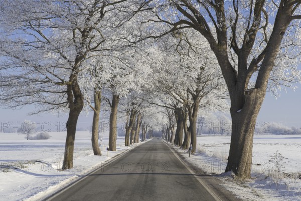 Small-leaved lime, little-leaf linden (Tilia cordata) trees bordering country road on snow covered countryside in winter, Schleswig-Holstein, Germany, Europe