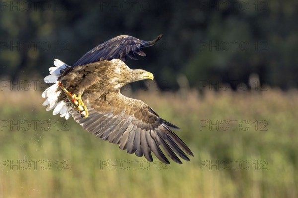 Flying white-tailed eagle (Haliaeetus albicilla) catches a rudd (Scardinius erythrophtalmus), Mecklenburg Lake District, Mecklenburg-Western Pomerania, Germany, Europe