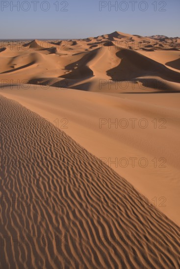 Dunes in the morning light, Great Sand Sea, Merzouga, Meknès-Tafilalet region, Morocco, Africa