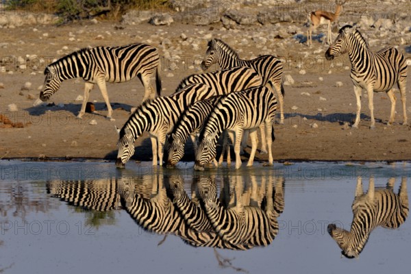 Burchell's Zebras (Equus quagga burchelli) drinking at the waterhole Chudop, Etosha National Park, Namibia, Africa
