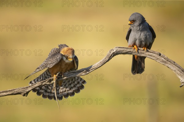 Red-footed falcon (Falco vesperetinus) Male handing over a captured lizard to female, Hungary, Europe