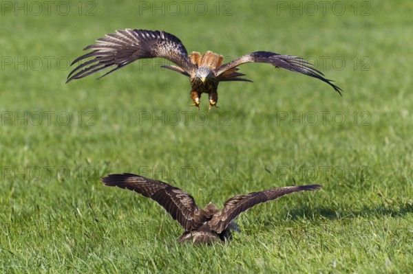 Red kite (Milvus milvus) attacks Steppe buzzard (Buteo buteo), Steppe buzzard, Milan, Lower Saxony, Germany, Europe
