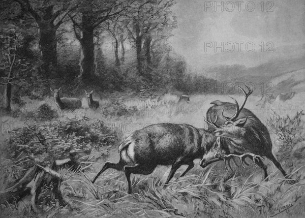 Fighting Stags in the Rut, 1880, Austria, Historic, digitally restored reproduction of an original 19th-century painting, Europe