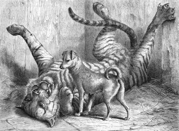 A small dog plays with a young tiger with whom he grew up together, in the zoo of Cologne, 1869, Germany, Historic, digitally restored reproduction of an original 19th century painting, exact original date unknown, Europe