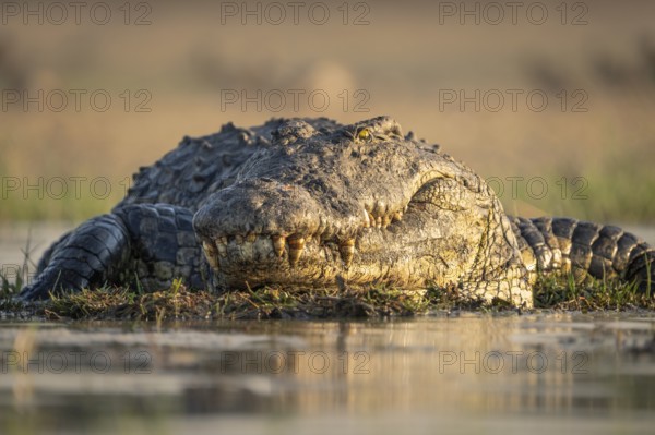Nile crocodile (Crocodylus niloticus) portrait from front resting in water. Low angle image of the mouth, teeth and face, open eyes. Chobe River, Chobe National Park, Botswana, Africa