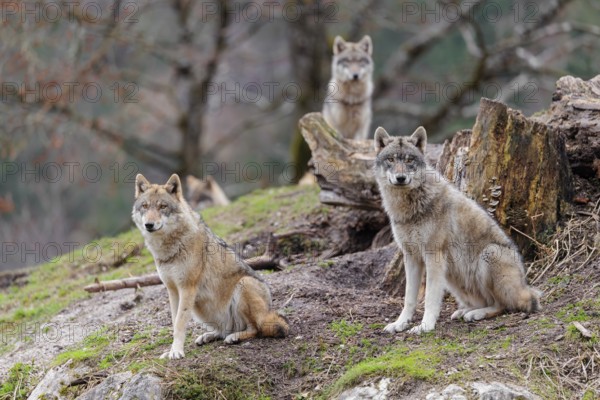 Four grey wolves (Canis lupus lupus) stand on a hill near a rotten tree trunk and watch something