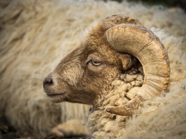 Sheep ram with horns, portrait, Ouessant sheep (Breton dwarf sheep), grazing. Germany