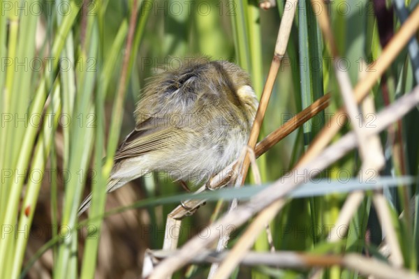 Chiffchaff or willow warbler (Phylloscopus collybita), sleeping animal in the biotope, Flusslandschaft Peenetal nature park Park, Mecklenburg-Western Pomerania, Germany, Europe