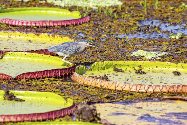 Mongrove Heron (Butorides striatus) Pantanal Brazil