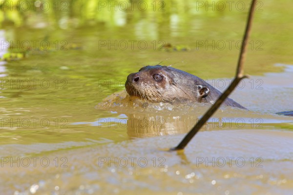 Giant otter (Pteronura brasiliensis) Pantanal Brazil