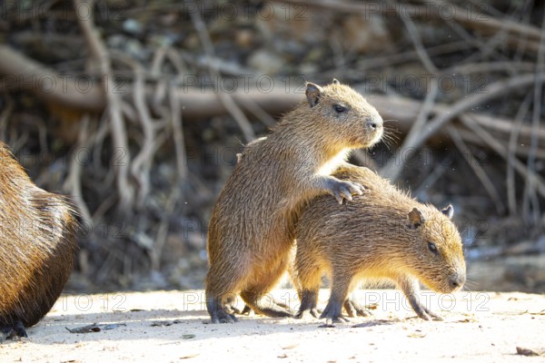 Capybara (Hydrochaeris hydrochaeris) Pantanal Brazil