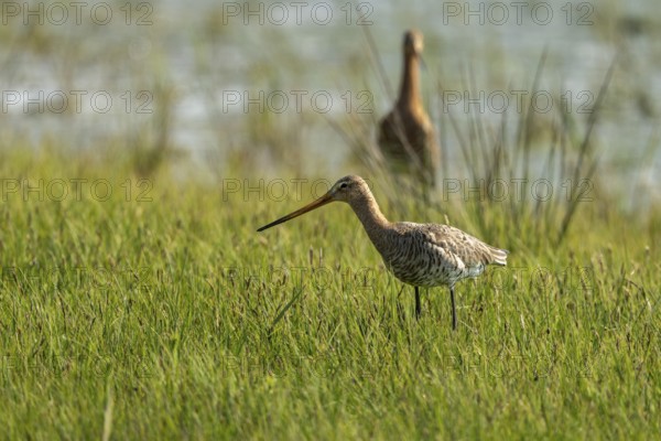 Black-tailed godwit (Limosa limosa), standing in a wet meadow, Texel, province of North Holland, Netherlands