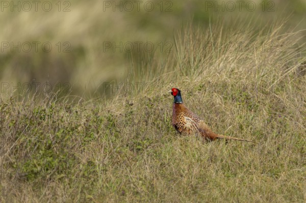 Hunting Pheasant (Phasianus colchicus), Texel Island, Netherlands