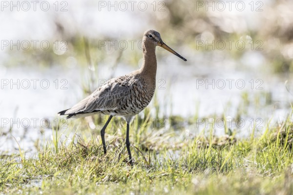 Black-tailed godwit (Limosa limosa), Lower Saxony, Germany, Europe