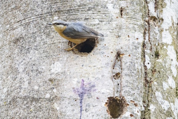 Nuthatch (Sitta europaea) Germany