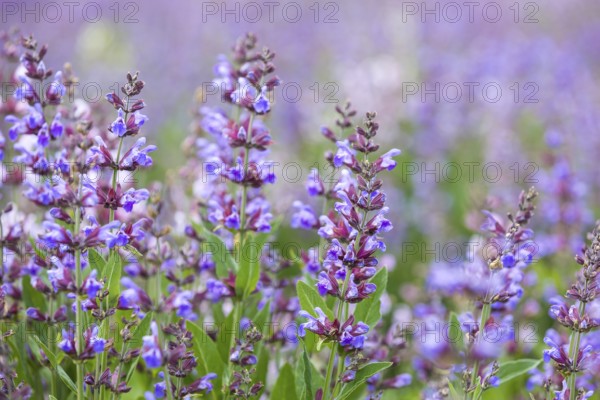 Common sage (salvia officinalis) in bloom, Freital, Saxony, Germany, Europe