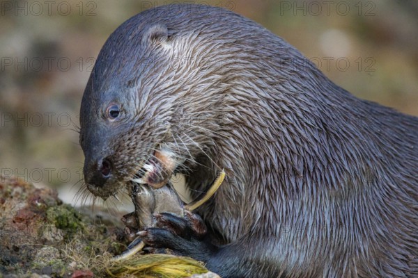 Southern river otter (Lontra longicaudis) Pantanal Brazil