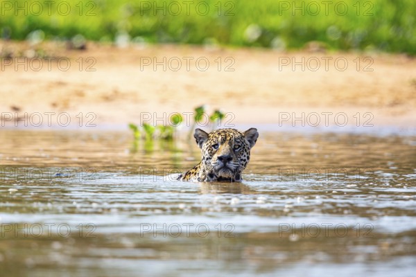 Jaguar (Panthera onca) Pantanal Brazil