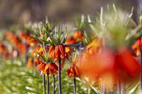 A blaze of colour in spring. Flowering imperial crown (Fritillaria imperialis) . Stuttgart, Baden-Württemberg, Germany, Europe