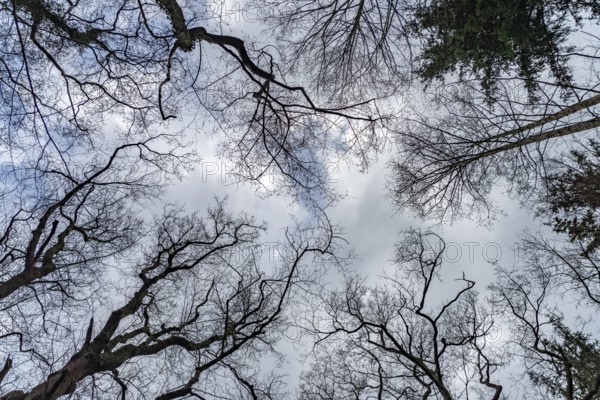 Forest and sky in the Ribnitzer Großes Moor nature reserve near Graal-Müritz, Mecklenburg-Western Pomerania, Germany, Europe