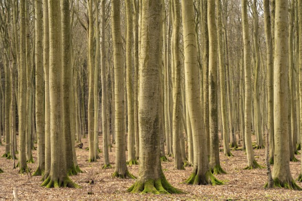Pristine beech forest, UNESCO World Heritage Site on the Baltic Sea coast in Jasmund National Park, Ruegen Island, Mecklenburg-Western Pomerania, Germany, Europe
