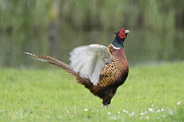 Pheasant (Phasianus colchicus), calling male, courtship, flapping wings, fluttering, Texel, North Holland, Netherlands