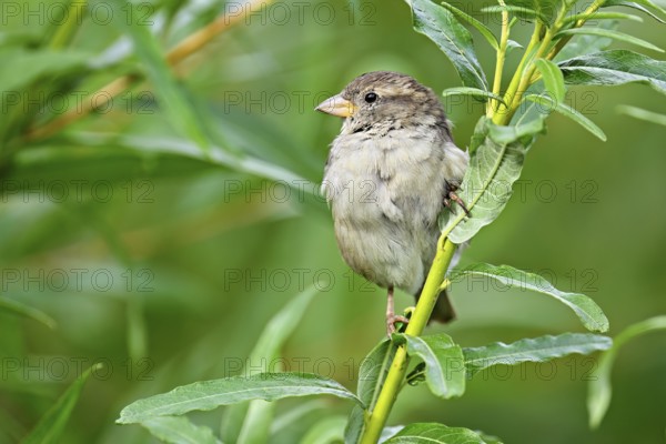 House sparrow (Passer domesticus), female, sitting on a branch, Switzerland, Europe