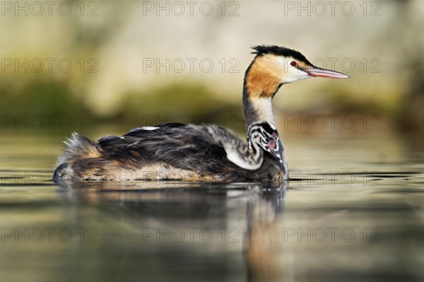 Great Crested Grebe (Podiceps Scalloped ribbonfish), with chicks in plumage swimming in the water, Lake Zug, Canton Zug, Switzerland, Europe