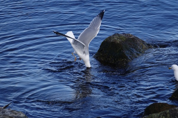 Seagull diving, Baltic Sea, Mecklenburg-Western Pomerania, Germany, Europe