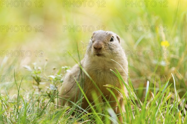 European ground squirrel (Spermophilus citellus) on a meadwo, Bavaria, Germany, Europe