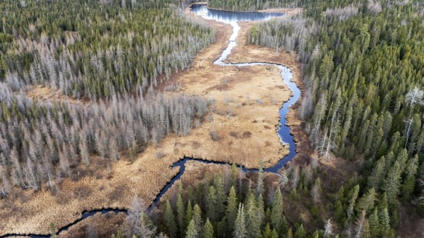 River crossing a swamp area. Region of La Mauricie. Province of Quebec. Canada