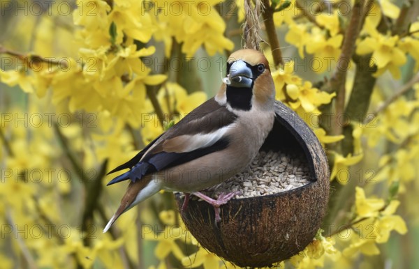 Hawfinch, (Coccothraustes coccothraustes) eats sunflower seeds in forsythia, (Forsythia × intermedia Zabel) from a coconut
