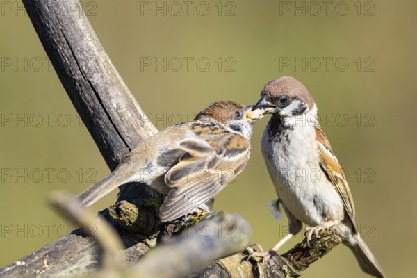 Tree sparrow (Passer montanus) Germany