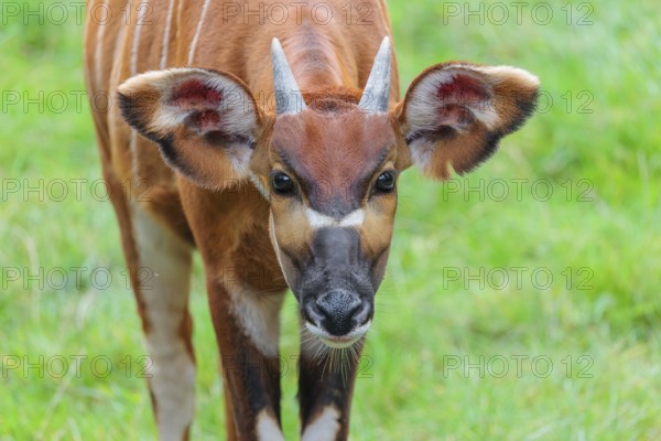Portrait of an Eastern Bongo (Tragelaphus eurycerus isaaci)