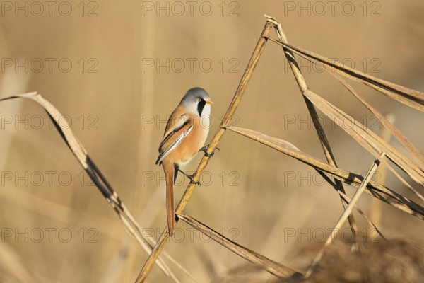 Bearded Tit (Panurus biarmicus), male, sitting on a reed stalk, Klingnau Reservoir, Canton Aargau, Switzerland, Europe