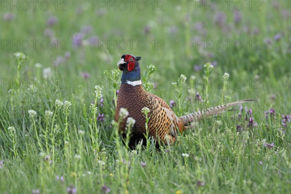Pheasant or hunting pheasant (Phasianus colchicus), male standing in a flower meadow, Lake Neusiedl National Park, Seewinkel, Burgenland, Austria, Europe