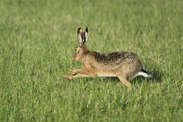 European hare (Lepus europaeus), running across a field, Lake Neusiedl National Park, Seewinkel, Burgenland, Austria, Europe