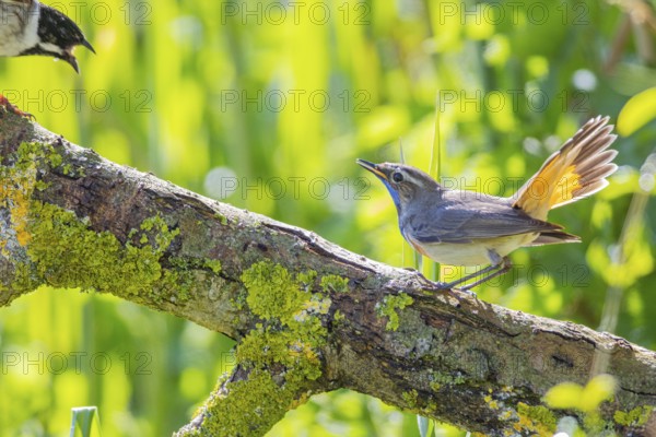 Bluethroat (Luscinia svecica cyanecula) Male Germany