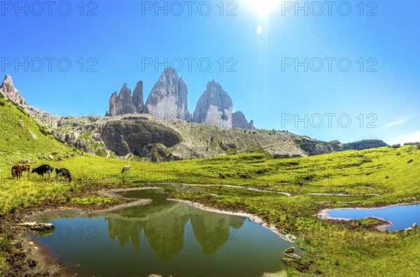 Cows are grazing near a small lake reflecting the tre cime di lavaredo peaks in the italian dolomites on a beautiful sunny summer day