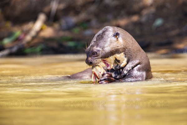 Giant otter (Pteronura brasiliensis) Pantanal Brazil