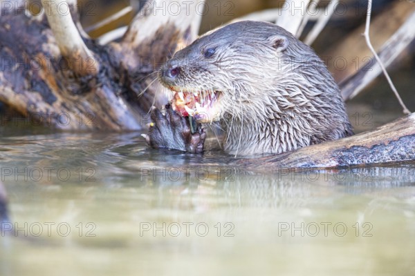 Southern river otter (Lontra longicaudis) Pantanal Brazil