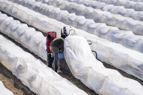 Asparagus harvest on the Lower Rhine, near Wesel, asparagus field under thermo foil, for faster growth, even in cold weather conditions, with the help of an asparagus spider the harvesters prick the asparagus, the machine lifts the foil tunnel and after pricking it puts the plastic foil back on the asparagus stem, North Rhine-Westphalia, Germany, Europe