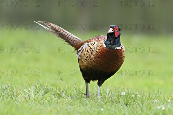 Pheasant (Phasianus colchicus), male standing in meadow, Texel, North Holland, Netherlands