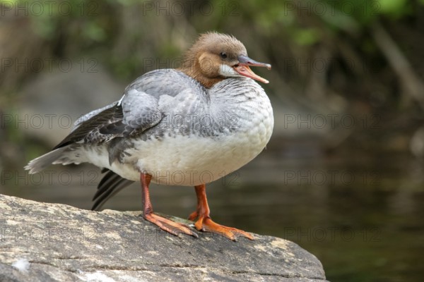 Common merganser. Mergus merganser. A female stands a rock. Lake Wapizagonke. La Mauricie national park. Province of Québec. Canada