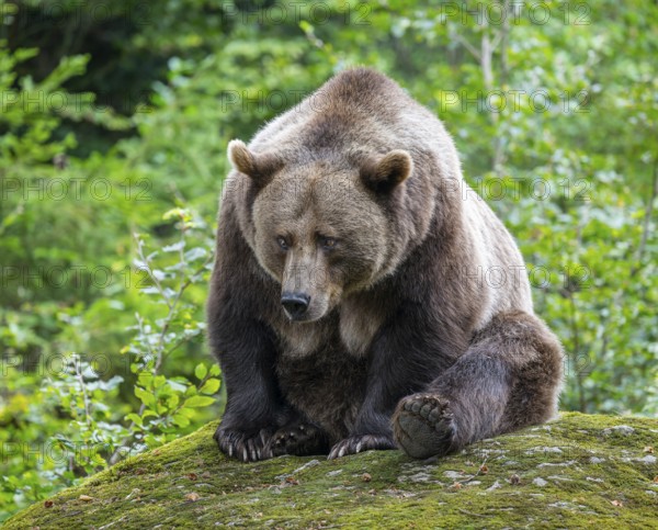 Brown bear (Ursus arctos) sitting on a rock covered with moss, captive, Bavarian Forest National Park, Bavaria, Germany, Germany, Europe