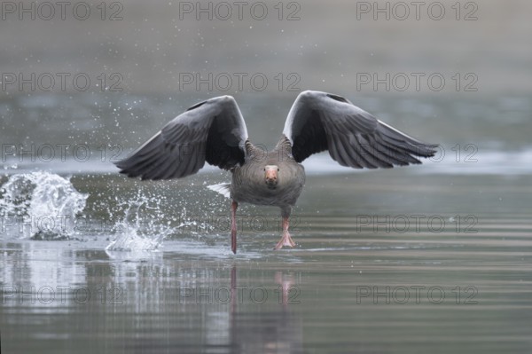 Greylag goose (Anser anser) in flight, Remerchen, Luxembourg, Europe