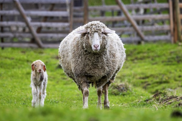 Sheep and young of the Württemberger breed, also known as Merinoland sheep. Sheep pasture on the Swabian Alb with lamb. Beuren, Baden-Württemberg, Germany, Europe