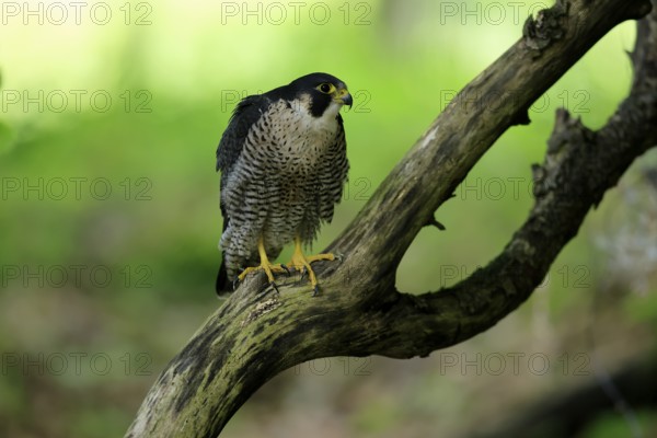 Peregrine falcon (Falco peregrinus), adult, on tree, alert, in summer, Šumava, Czech Republic, Europe