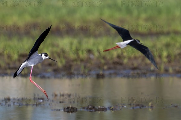 Two black-winged stilts (Himantopus himantopus) adult males landing in shallow water of pond at wetland in spring